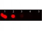 Anti-Mouse IgM (mu chain)  (Texas Red™ Conjugated) Secondary Antibody
